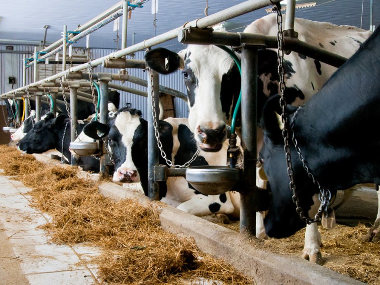 Kühe fressen in einem hellen Stall in Anbindehaltung