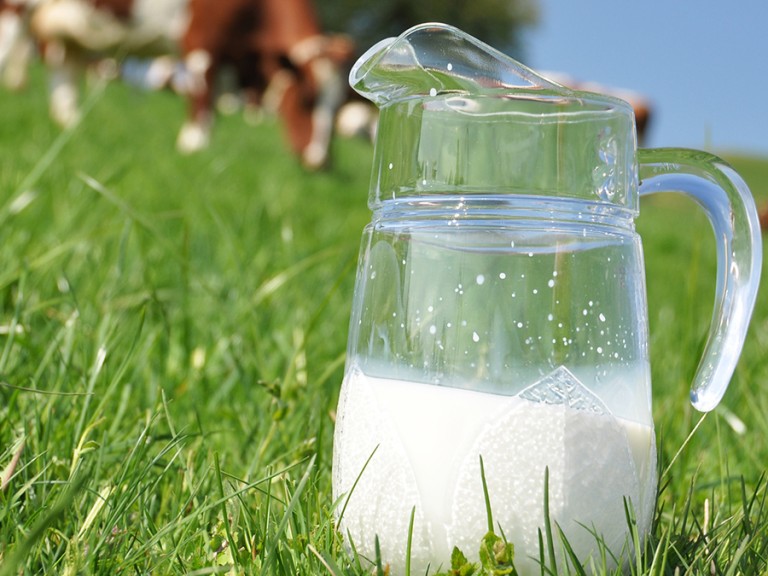 Krug mit Milch auf grüner Wiese mit Kühen