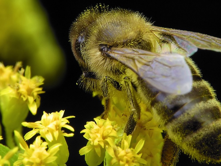 Die Fachgruppe Bienen Insekten Biodiversität des Bayerischen Bauernverbandes will den Austausch zwischen Imkern und Landwirten fördern