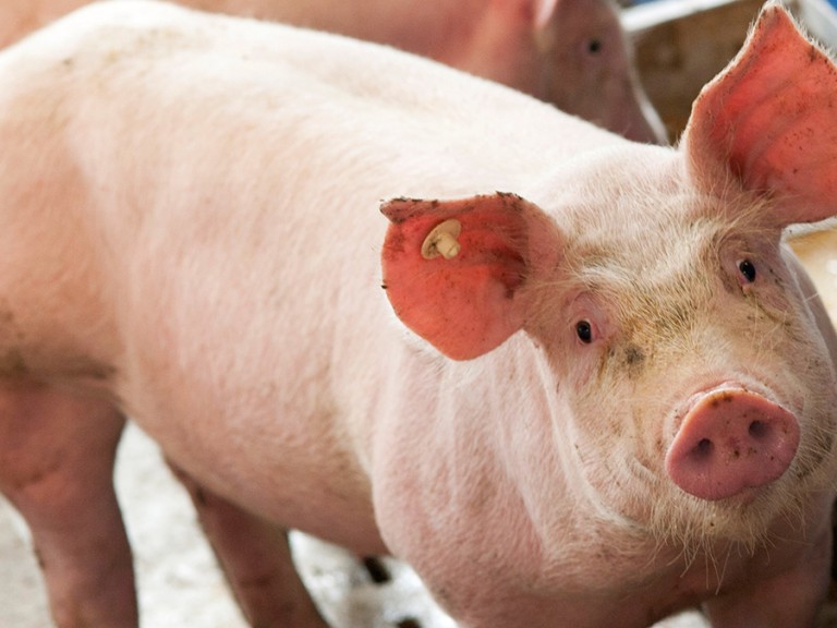 Schweine in Bayerns Schweineställe sind durch die Afrikanische Schweinepest bedroht