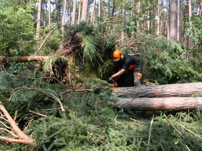 Vom Sturm umgestürzte Fichte