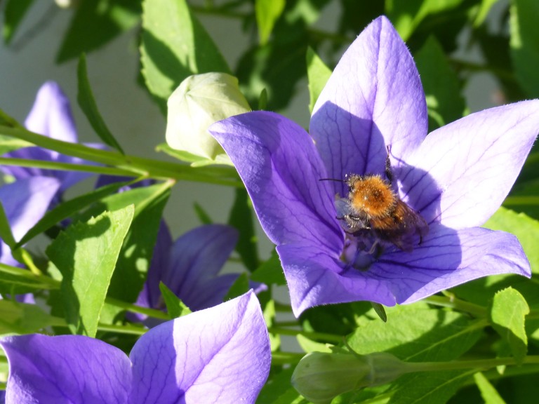 Eine Biene sammelt Pollen in einer lila Blüte