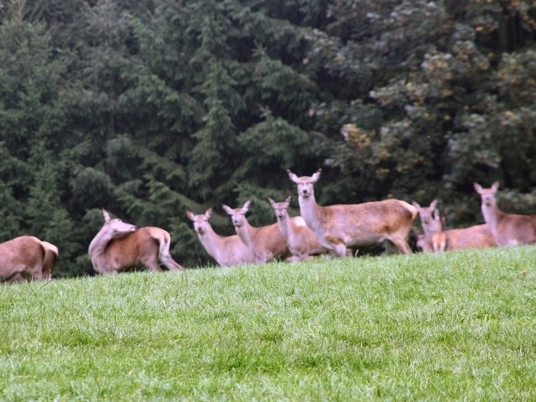 Eine Gruppe von Rehen am Rand eines Waldes in Bayern