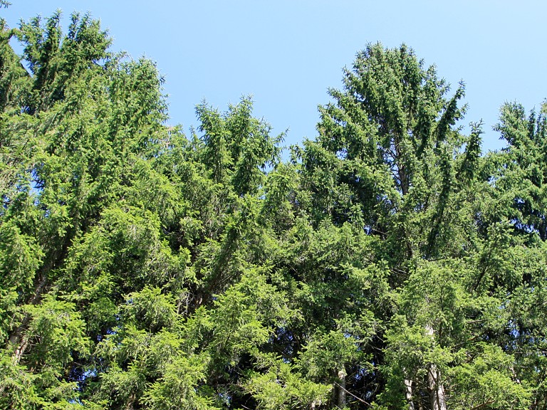 Grüne Tannen in einem Wald in Bayern