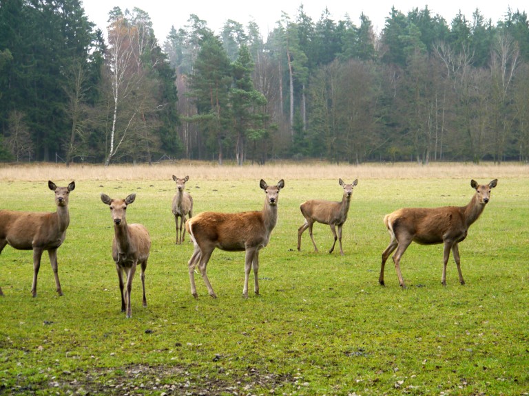 Rehe