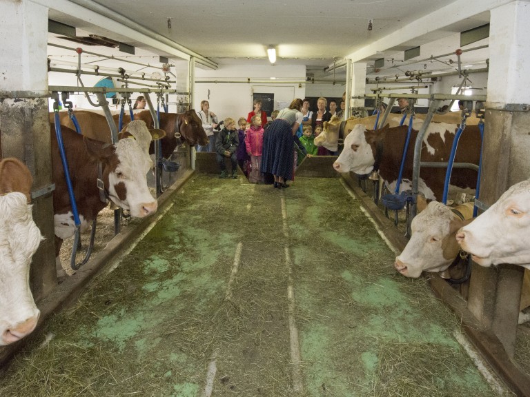 Kühe im Stall in Anbindehaltung