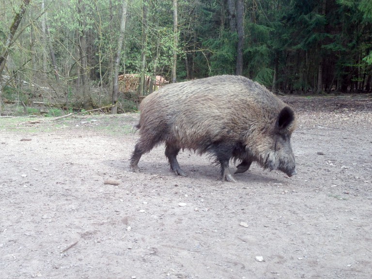 Wildschwein