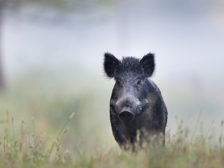 Wildschwein auf einer grünen Wiese