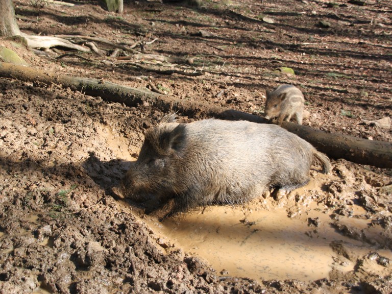 Wildschwein in Pfütze