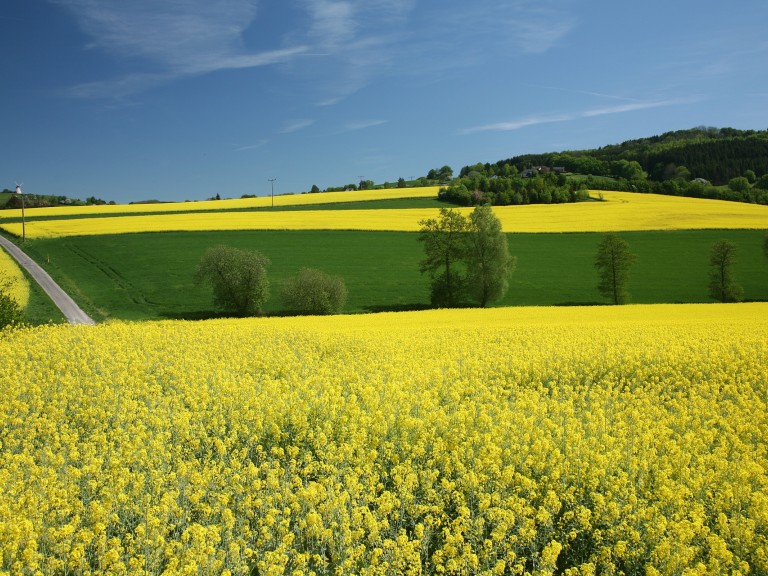 Rapsfeld im Sommer