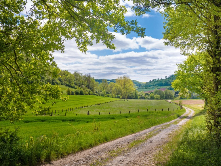 Feldweg führt in den Wald