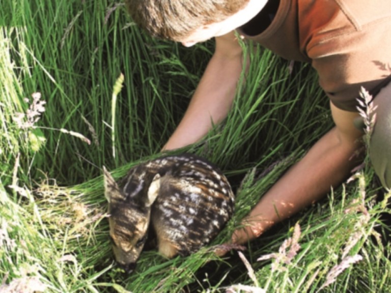 Wildtierrettung - Mahd von Grünland