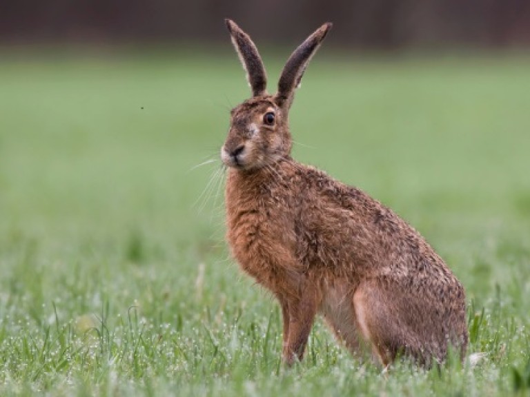 2018-04-19-Feldhase auf Wiese.jpg