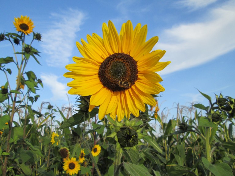 Sonnenblumenfeld mit strahlend blauem Himmel im Hintergrund