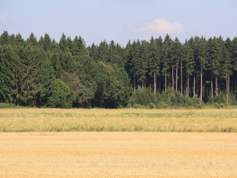 Ackerflächen am Wald