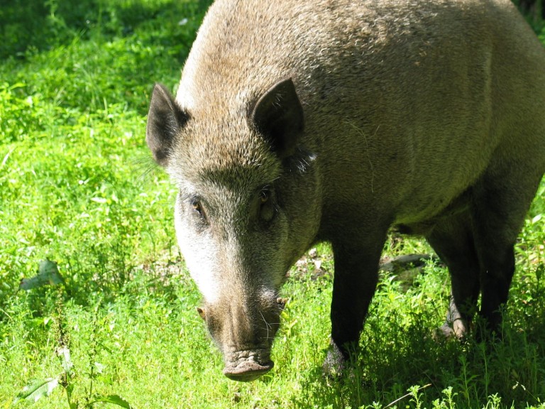 Wildschwein auf Wiese