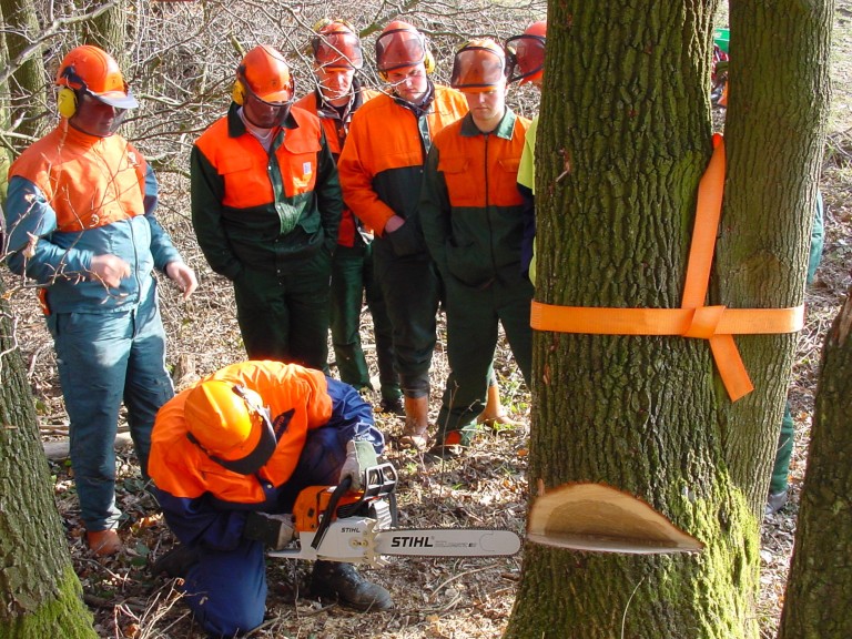 Forstwirte sägen ein Baum mithilfe einer Motorsäge um