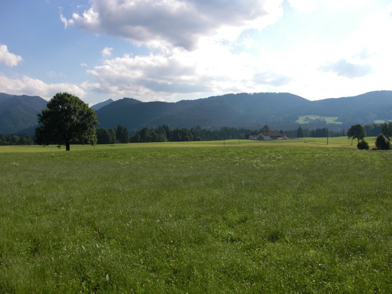 Eine saftig grüne Wiese mit einem Baum und Bergen im Hintergrund