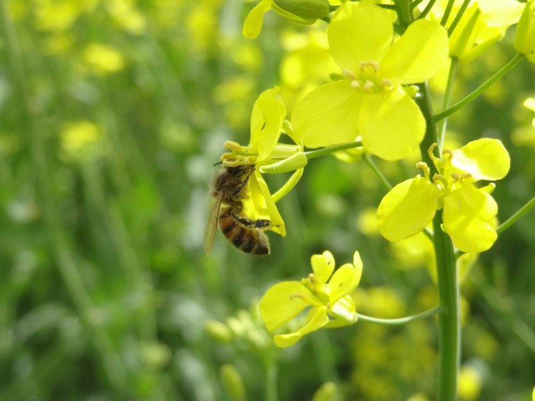 Rapsblüte mit Biene