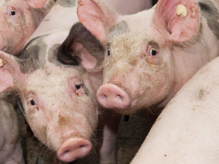 Schweine in einem bayerischen Stall der Initiative Tierwohl