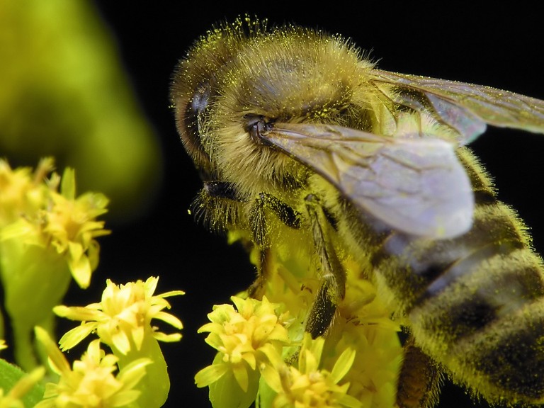 Biene auf Blüte