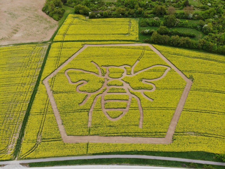 Die Form einer Biene wurde in ein Rapsfeld gemulcht. Ansicht von oben.