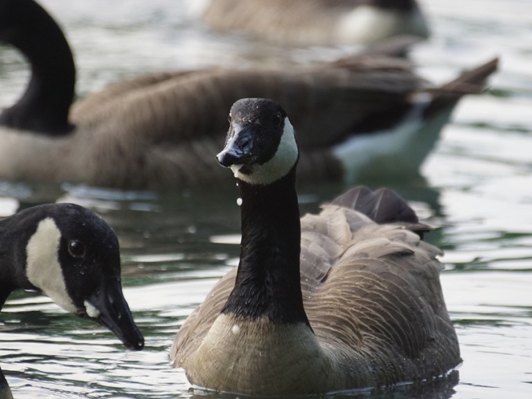 Kanadische Wildgänse auf Wasser