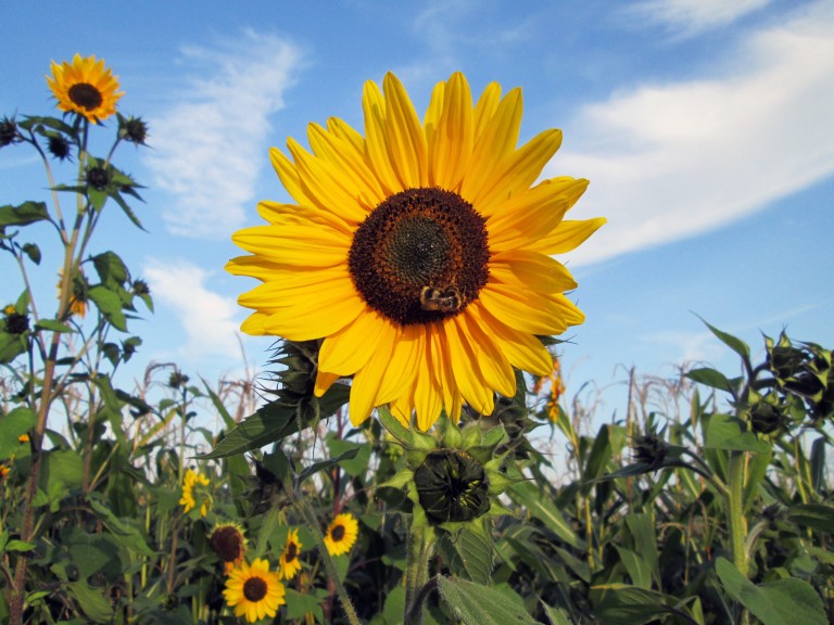 Ein Sonnenblumenfeld
