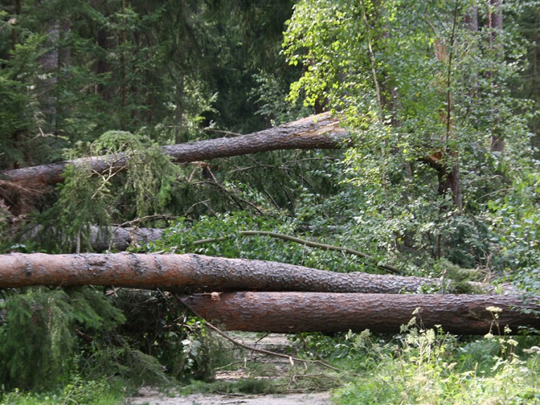 Stumschäden nach Sturm Kolle in Bayern