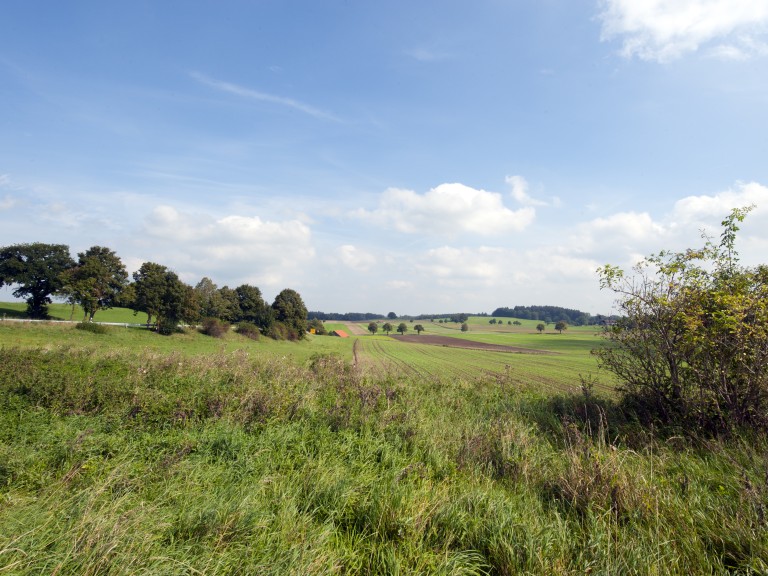 Weiß-blauer Himmel mit Bäumen und Wiesen