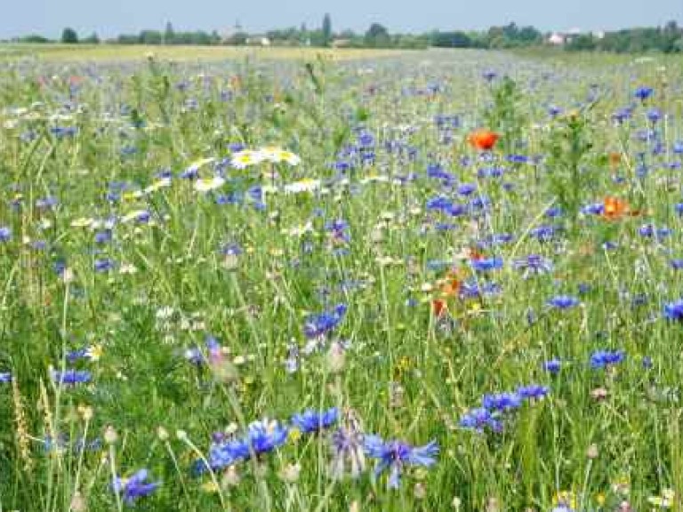 Ansicht Blumenwiese