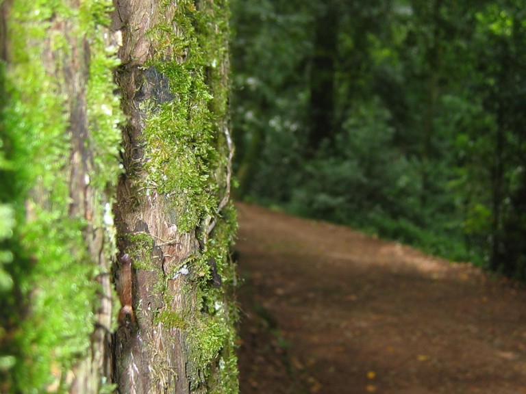 Waldweg in Bayern