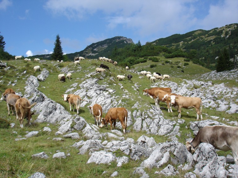 Blick auf das Estergebirge mit weidenden Kühen