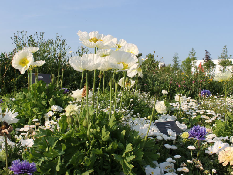 Blumenwiese Landesgartenschau