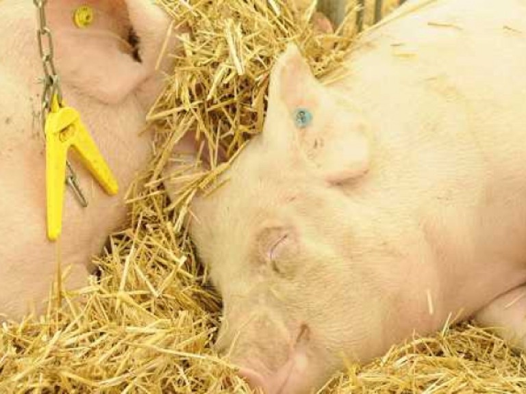 Bild Schweine schlafend im Heu