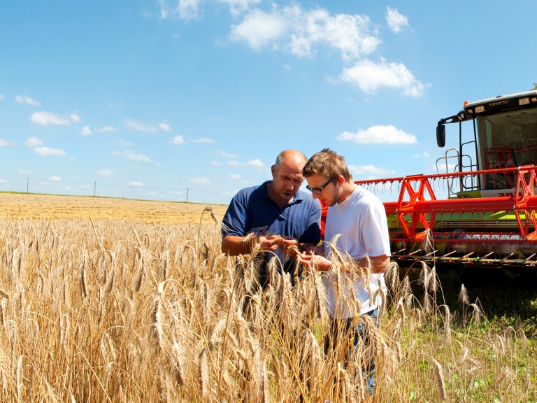 Zwei Landwirte begutachten auf dem Acker den Weizen. Im Hintergrund ist ein Mähdrescher zu sehen.