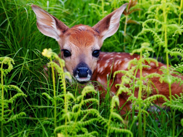 Ein Rehkitz versteckt sich im Gras