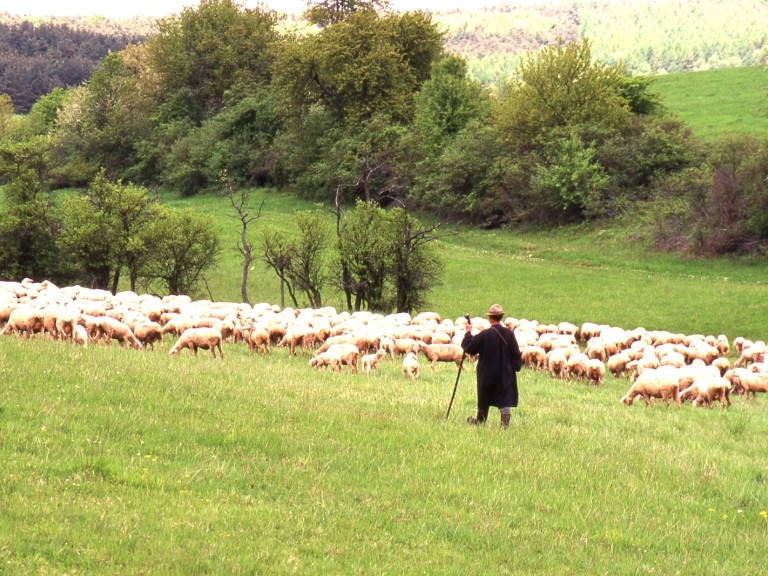 Weidetiere