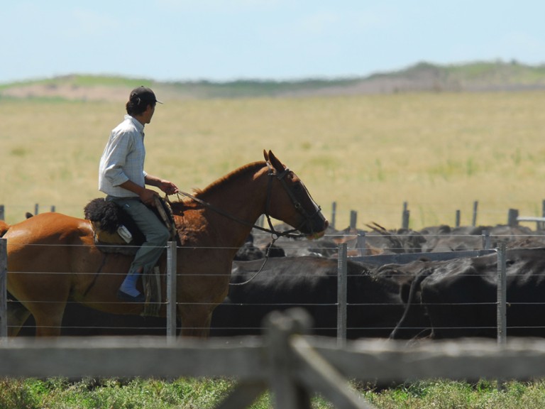 Ein Gaucho in Argentien bei seiner Rinderherde