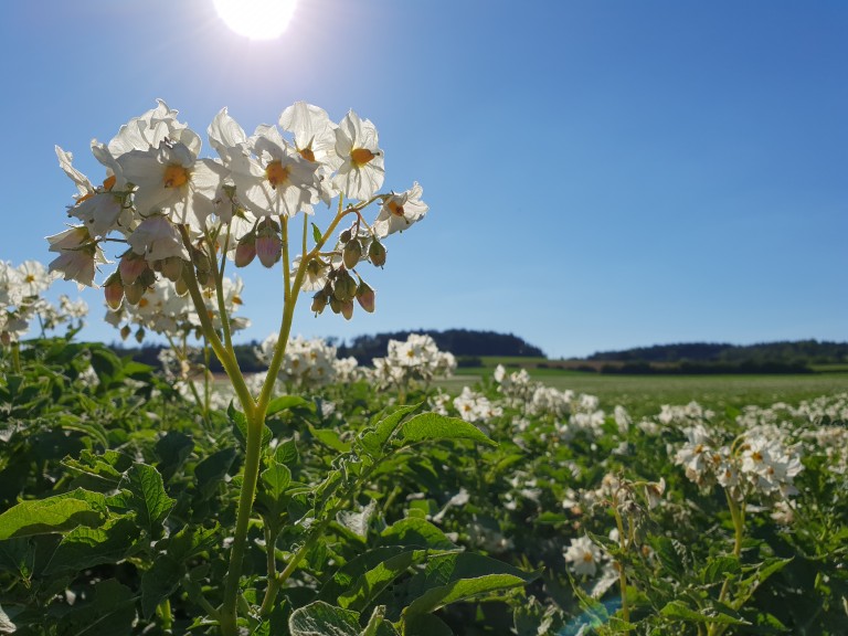 Kartoffelfeld in Blüte