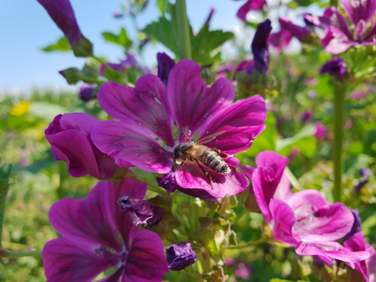 Blühstreifen für Wildbienen