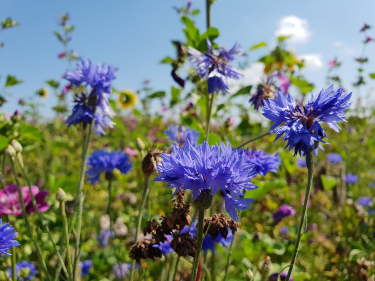 Blühstreifen für Wildbienen