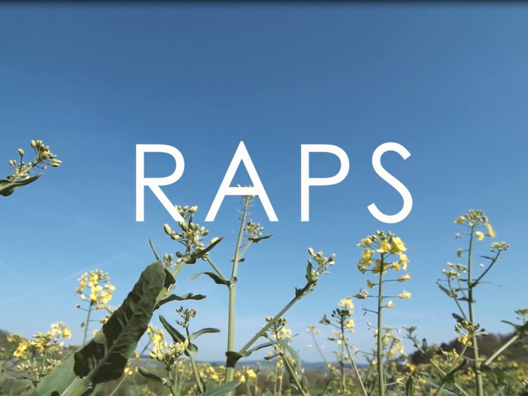 Schriftzug Raps über Blüten