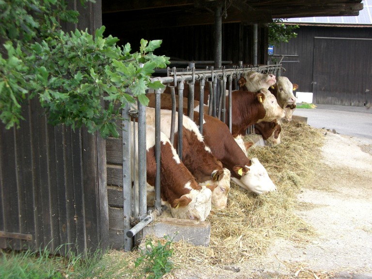 Laufstall Nebenerwerb