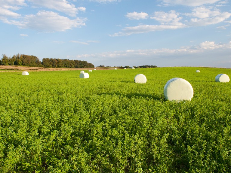 Zwischenfrüchte auf einem bayerischen Feld