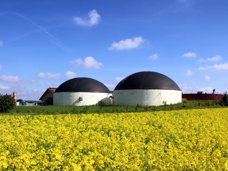 Biogasanlage zwischen Rapsfeldern