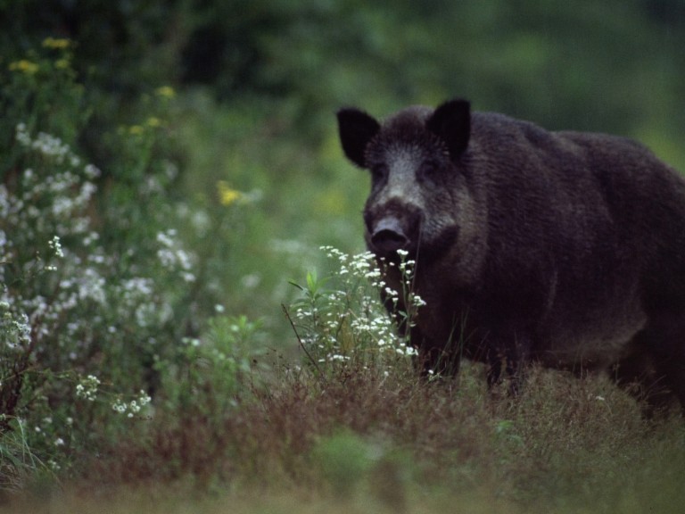 Ein Wildschwein im Wald