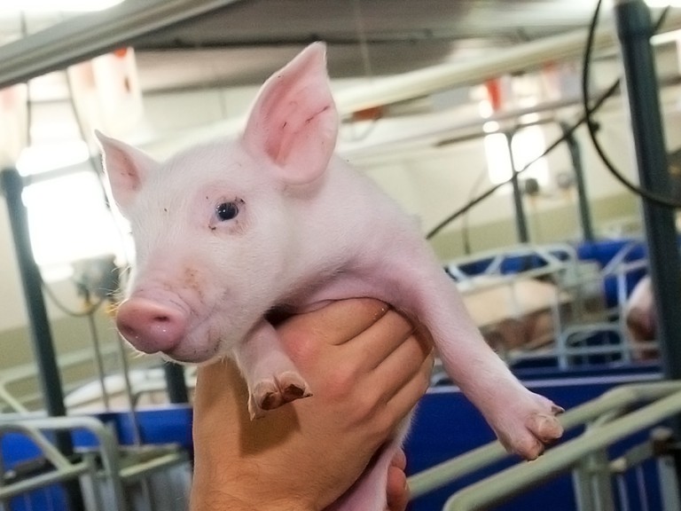 Ein junges Ferkel in einem Sauenstall