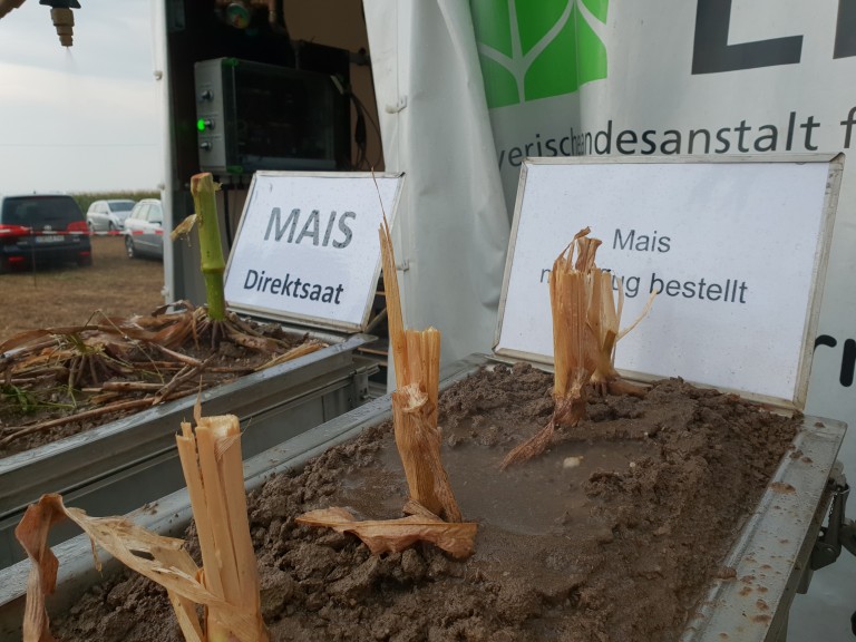 Mais-Versuch mit Regensimulator