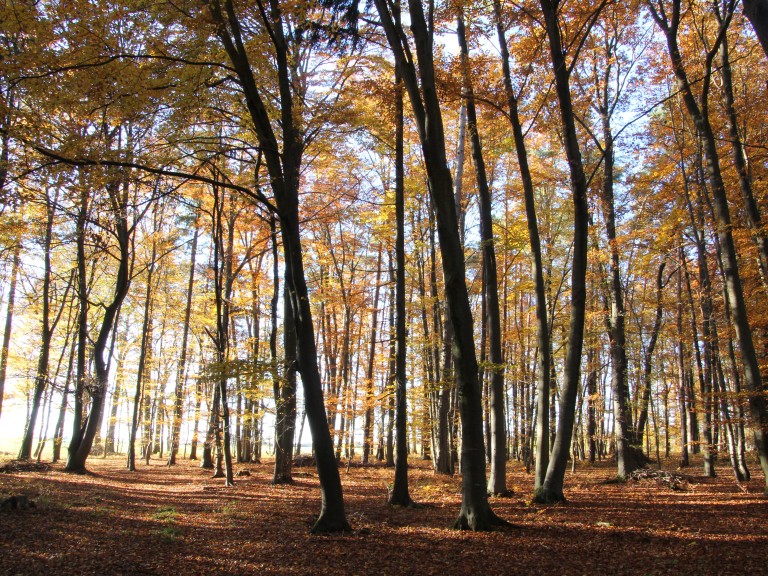 Herbstwald